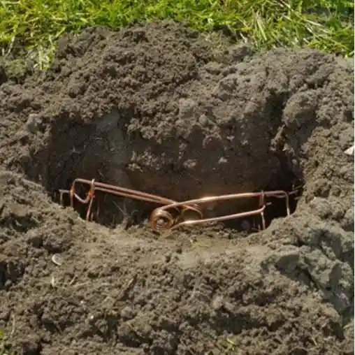 vakond csapda 14 cm 2db szett nature Actieprijs