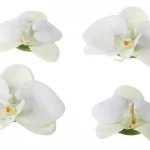 dekor orchidea 7 9 cm fehér velda Koop Online