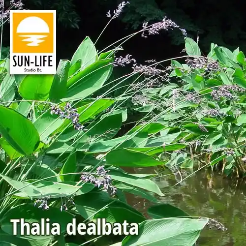 thalia dealbata 126 Betrouwbaar