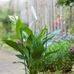 Voordeelprijs műanyaggal bevont fém virágtámasz zöld 60cm nature