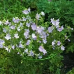 virágtartó gyűrű vario 3 db nature Beperkt Aanbod