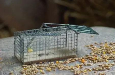 hagyományos élvefogó egércsapda csapóajtóval Must-Have